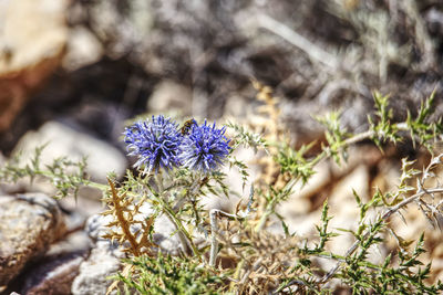 Close-up of a flowering thistle plant