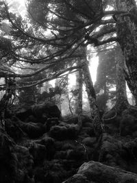 Low angle view of trees in forest