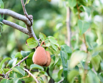 Close-up of fresh fruits on tree