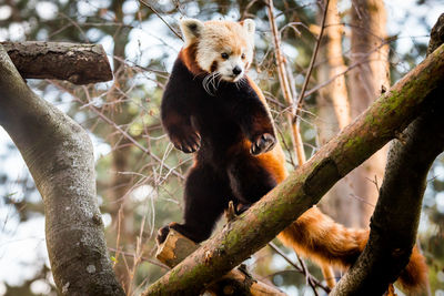 Low angle view of red panda standing on branch