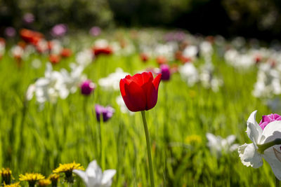 Close-up of red rose flower on field