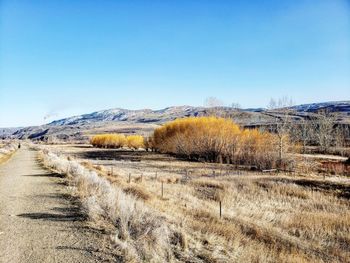 Scenic view of field against clear blue sky