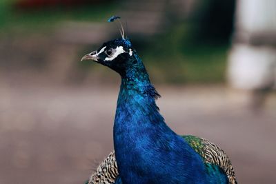 Close-up of peacock