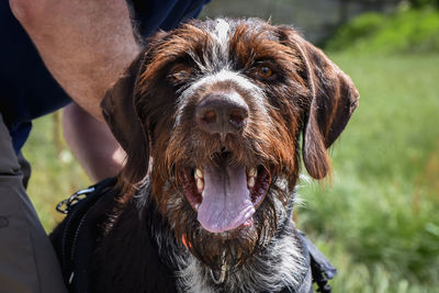 Close-up of dog