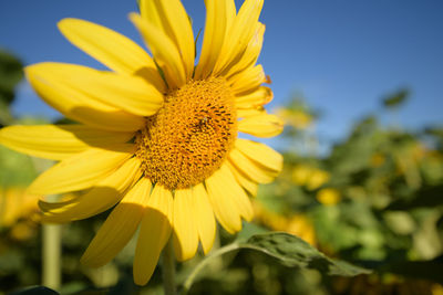 Close-up of yellow sunflower