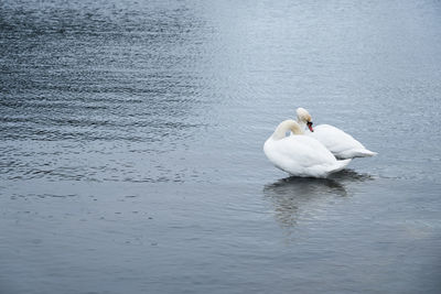 White swan family on the baltic sea coast in finland