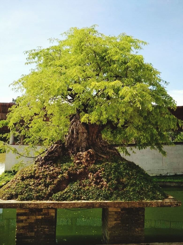 plant, tree, green, nature, no people, growth, day, sky, architecture, leaf, outdoors, flower, garden, water, built structure, beauty in nature, building exterior, bonsai