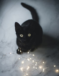 Portrait of black cat with illuminated string light sitting at home