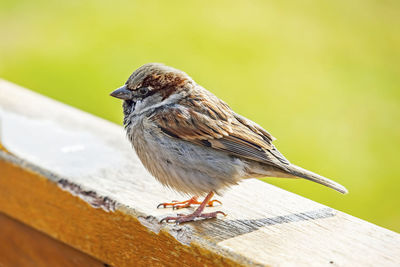 Close-up of bird perching on railing