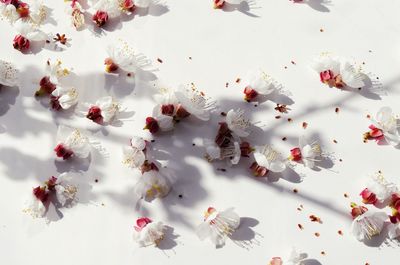 High angle view of apricot blossoms on table