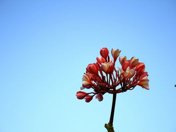 Low angle view of flower against clear sky
