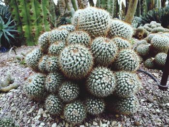 High angle view of succulent plant growing on field