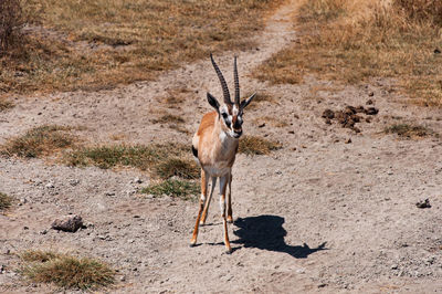 Close-up of deer on field