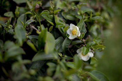 Close-up of white flowering plant leaves