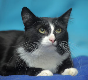 Close-up portrait of a cat
