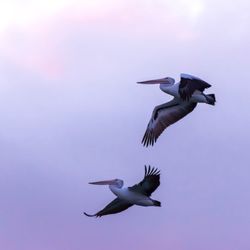 Low angle view of seagulls flying in sky