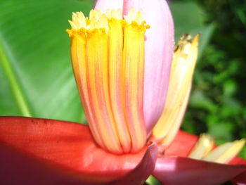 Close-up of yellow flower blooming outdoors