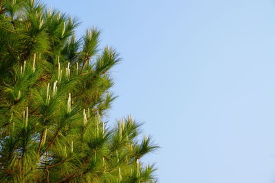 Low angle view of palm tree against clear blue sky