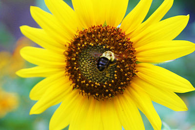 Close-up of honey bee on yellow flower