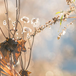 Close-up of flower tree against blurred background