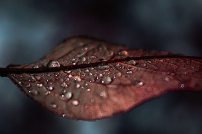 Close-up of raindrops on maple leaf during rainy season