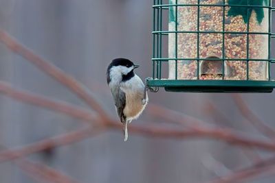 Close-up of bird perching on branch