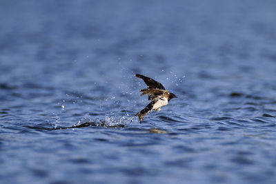 The barn swallow taking a bath on a lake soderica, croatia