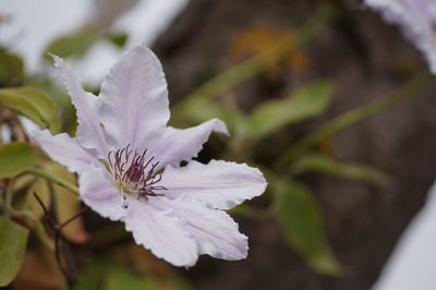 Close-up of pink flowers blooming outdoors