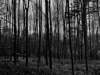 Trees in forest against sky