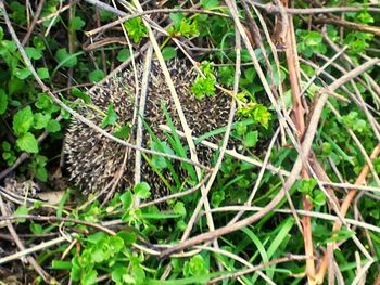 High angle view of lizard on plants