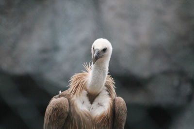 Close-up of eagle