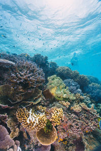 Details of a coral reef in a research expedition to the great barrier reef