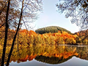 Reflection of trees on lake during autumn