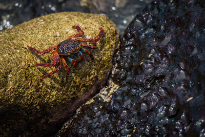 Close-up of crab on rock at beach