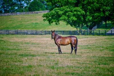 Horse standing in a open field in central kentucky.