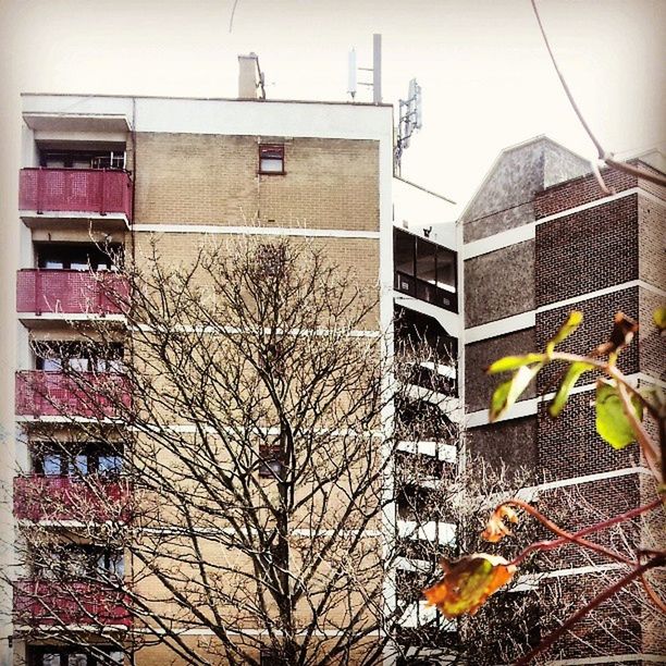 building exterior, architecture, built structure, low angle view, bare tree, branch, tree, residential building, building, sky, house, residential structure, bird, city, day, outdoors, roof, no people, nature, growth