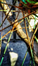 Close-up of a lizard on tree