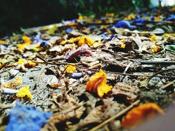 Autumn leaves fallen on water