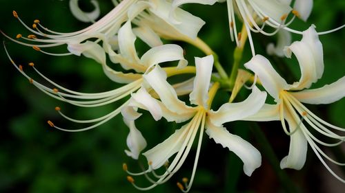 Close-up of white flowering plants