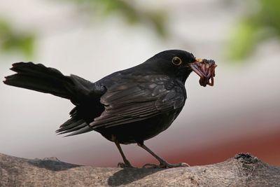 Close-up of a bird on rock