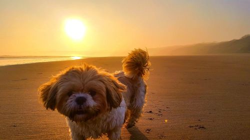 Dog on beach against clear sky during sunset