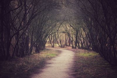 Dirt road amidst bare trees in forest