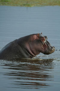 Side view of horse in lake