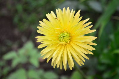 Close-up of yellow flower