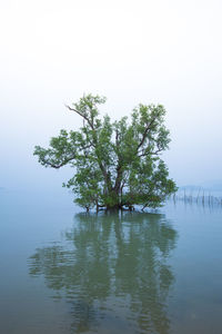 Tree by lake against sky