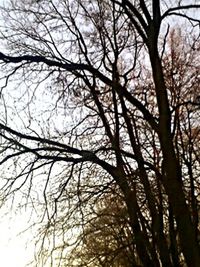 Low angle view of bare trees