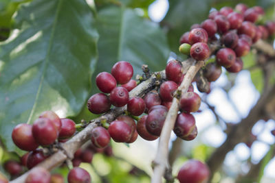 Close-up of cherries growing on tree