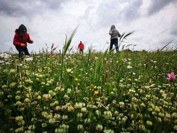 Scenic view of flowering plants on field against sky