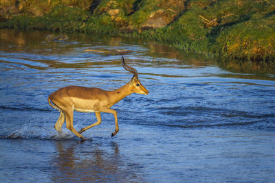 Side view of horse in lake