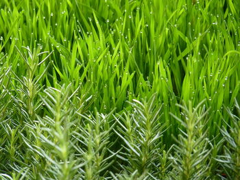 Full frame shot of plants growing on field